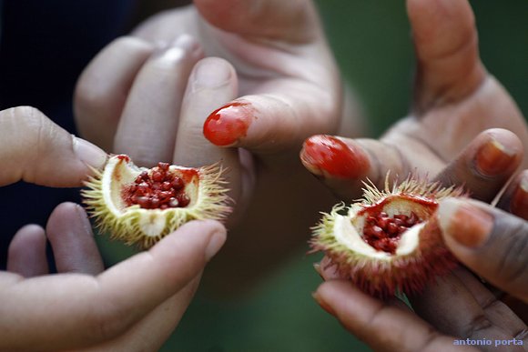 achiote