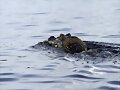 caiman