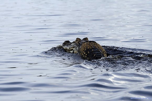 caiman