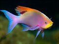 La visi&oacute;n y los peces