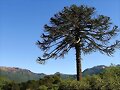 arbol milenario: Araucaria...