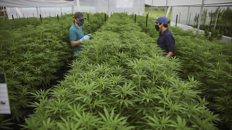 Cannabis: nueva propuesta