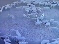Ovejas que caminan en c&iacute;rculos