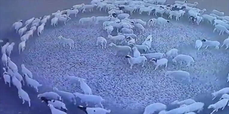Ovejas que caminan en círculos