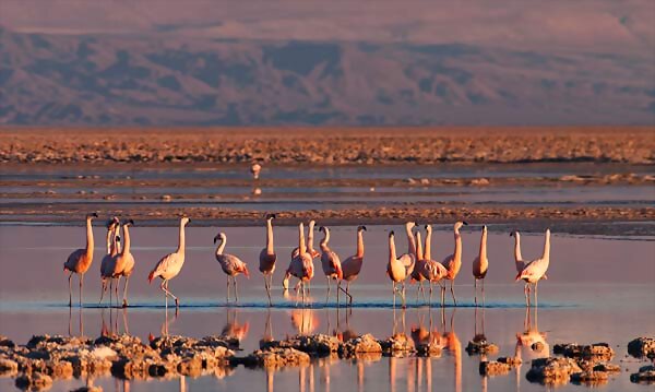 Flamencos en el norte de Chile
