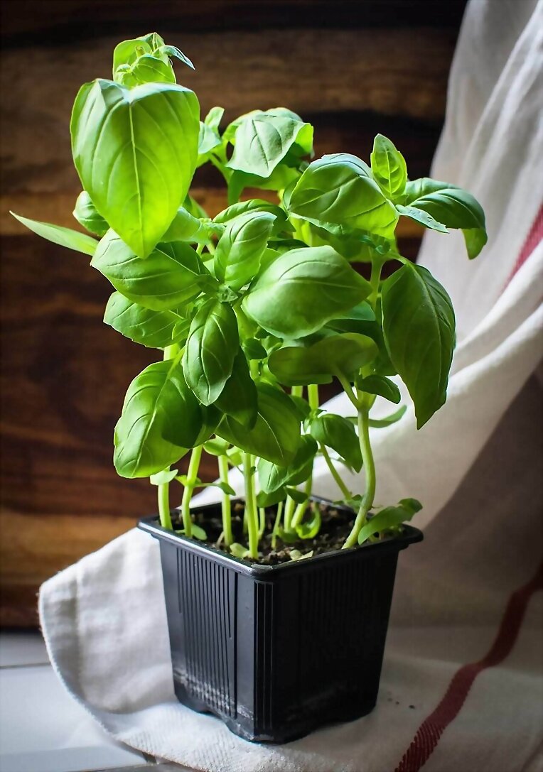 Las plantas también pueden ver