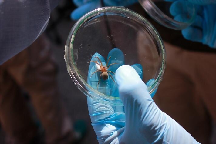 Araña de rincón