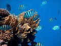 Los peces pueden experimentar el temor