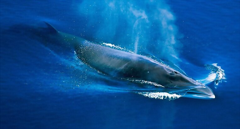 Ballena Minke antártica