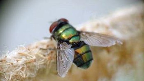 MOSCA: DIFICIL DE MATAR....