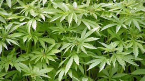 marihuana = sicosis temprana...cuidado¡¡¡