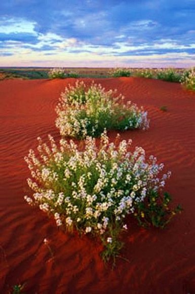 En Chile, el desierto florido...