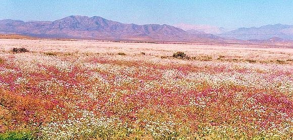 En Chile, el desierto florido...
