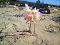 DESIERTO FLORECIDO..