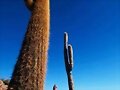 DESIERTO DE ATACAMA CHILE.