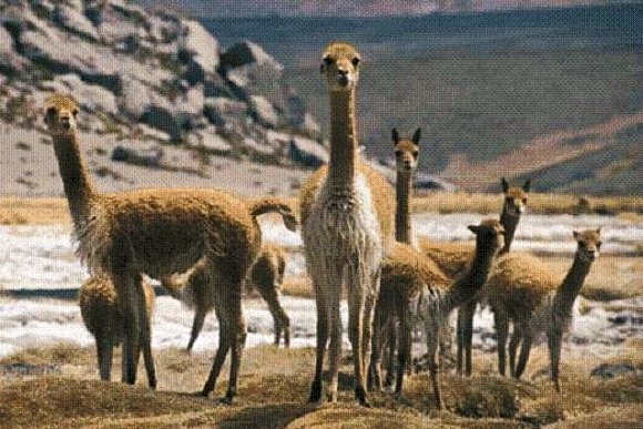 ALPACAS DE LOS ANDES: CHILE