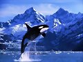 CHILE SANTUARIO PARA BALLENAS...