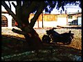 siluetas....