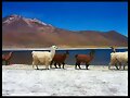 La belleza esta por doquier