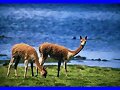 Vicu&ntilde;as....