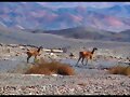 Alpacas del desierto de Atacama. Chile.