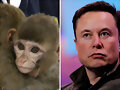 Elon Musk y &quot;Neuralink&quot;