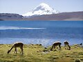 Chungara Chile
