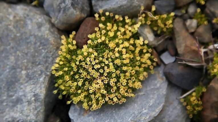 Aparecen flores en la Antártida