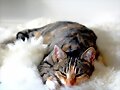 Agrad&eacute;cele a tu perro o gato