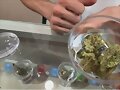 Biopesticida de plantas de lupino