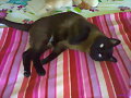 mi kobu
