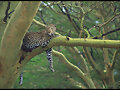 LEOPARDO