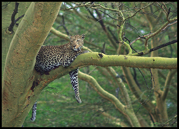 LEOPARDO