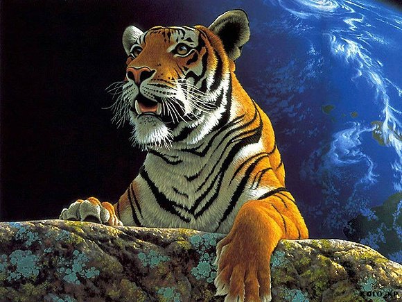 lindo gatito!!!!!!!!!!!!!!!!!!!