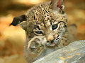 El lince Ib&eacute;rico.