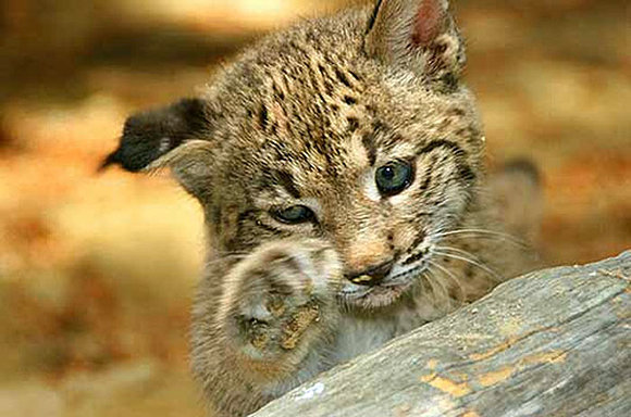 El lince Ibérico.