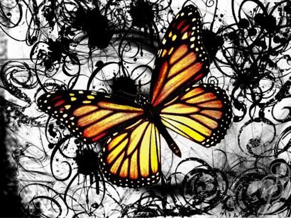 mariposa