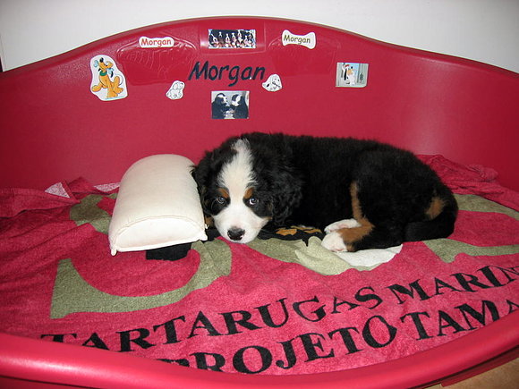 CAMA DE MORGAN