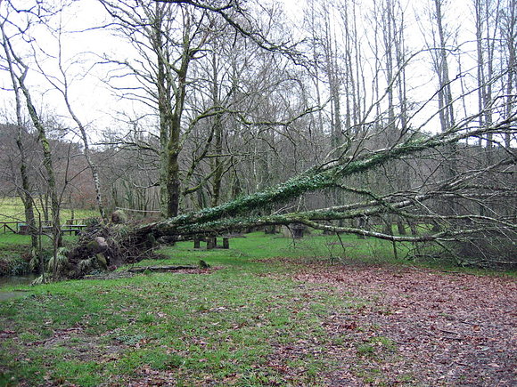 temporal en galicia.. arbol