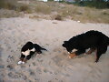 BUSCANDO EL TESORO PERDIDO