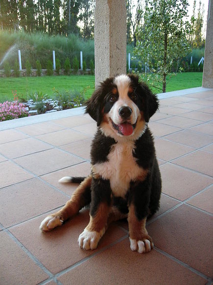 MORGAN CON 3 MESES .. 7 de julio 2008