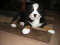 Morgan con apenas 2 meses