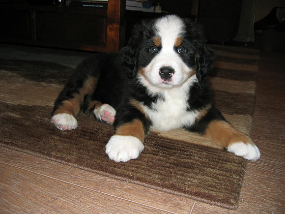 Morgan con apenas 2 meses