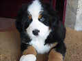 Morgan con 2 meses