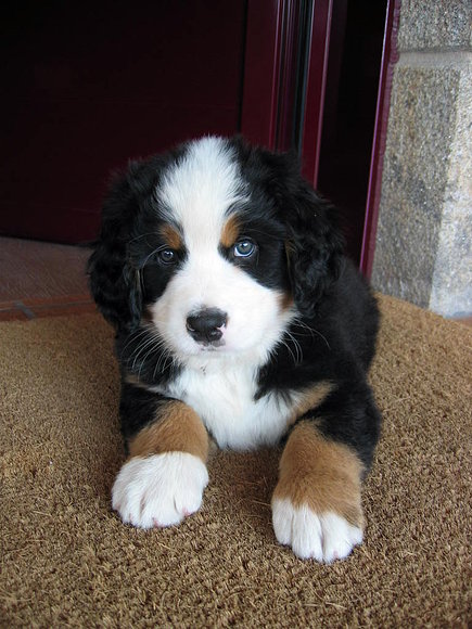 Morgan con 2 meses