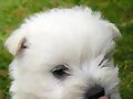 Os presento a mi primo..... KEKO