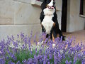 MORGAN POSANDO CON LAS LAVANDAS