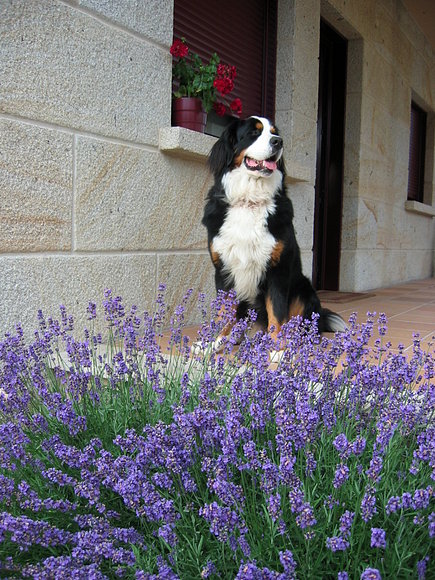 MORGAN POSANDO CON LAS LAVANDAS