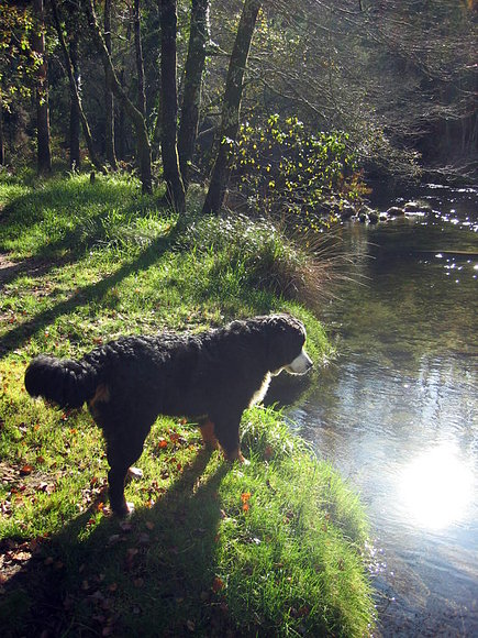Una belleza contemplando otra.. belleza