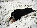 morgan en su 1&ordm; nevada